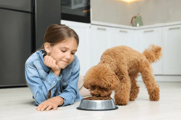 Pet Feeding Bowl