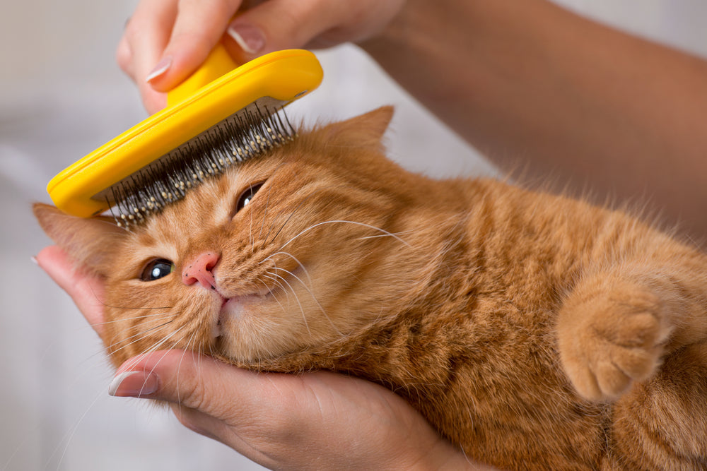 Pet Brush